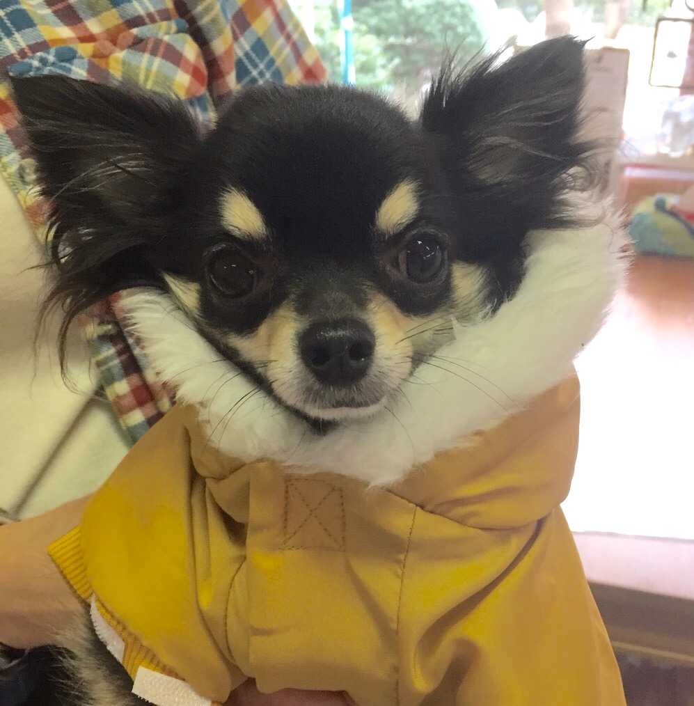 【今日の里帰りワンコ🐶チワワのヴィヴィちゃん💕、トイプードルのシェリちゃん💕】2018,2,15